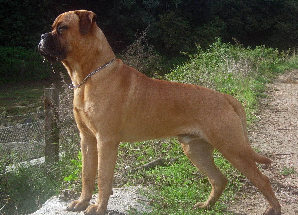 Bullmastiff